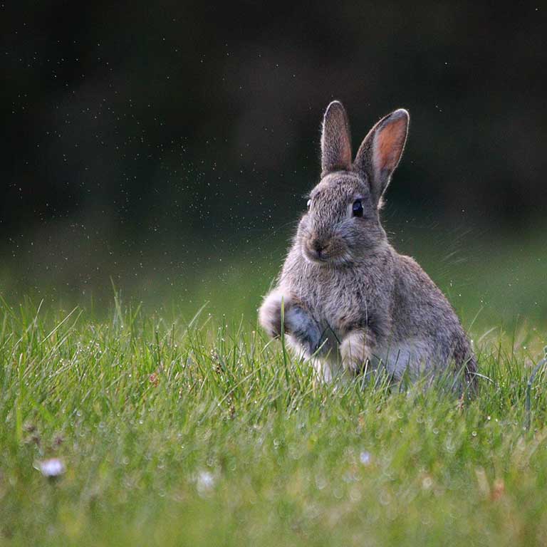 Rabbit by Thomas Cocker