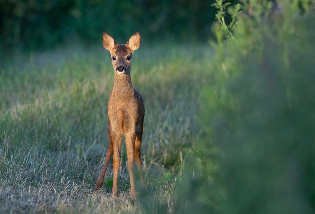 Roe Deer fawn by Mark Dunhill