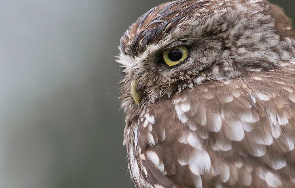 Little Owl by Mark Dunhill
