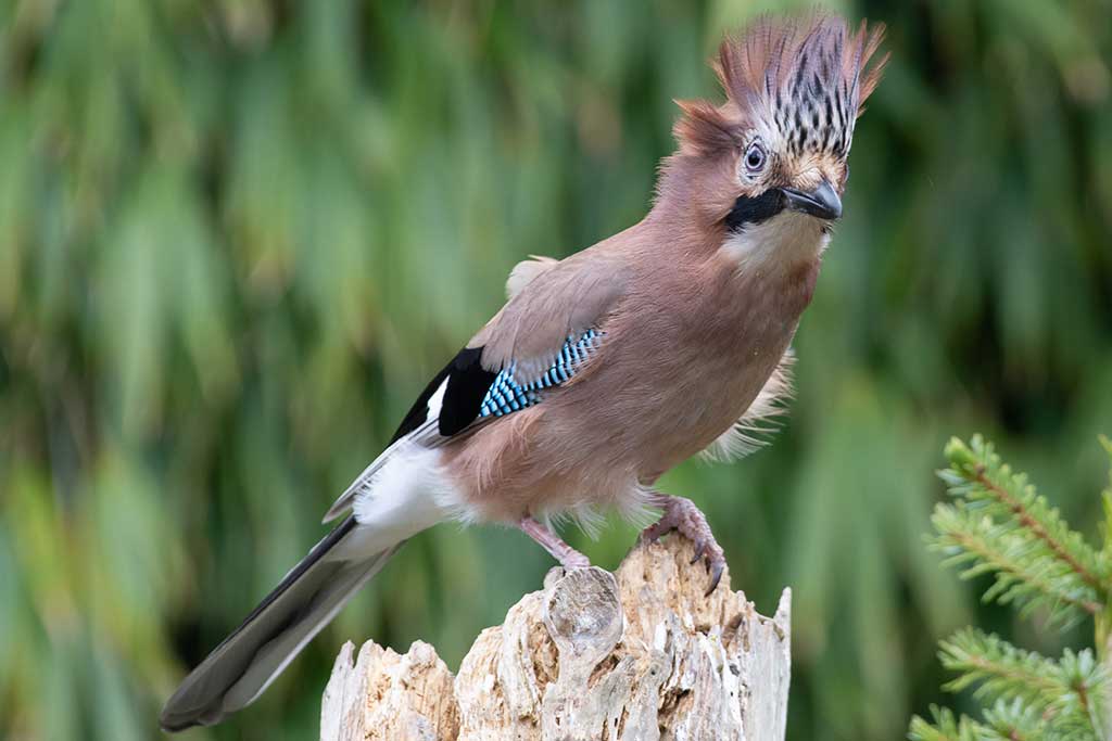 Jay by Katie Van der Tuijn