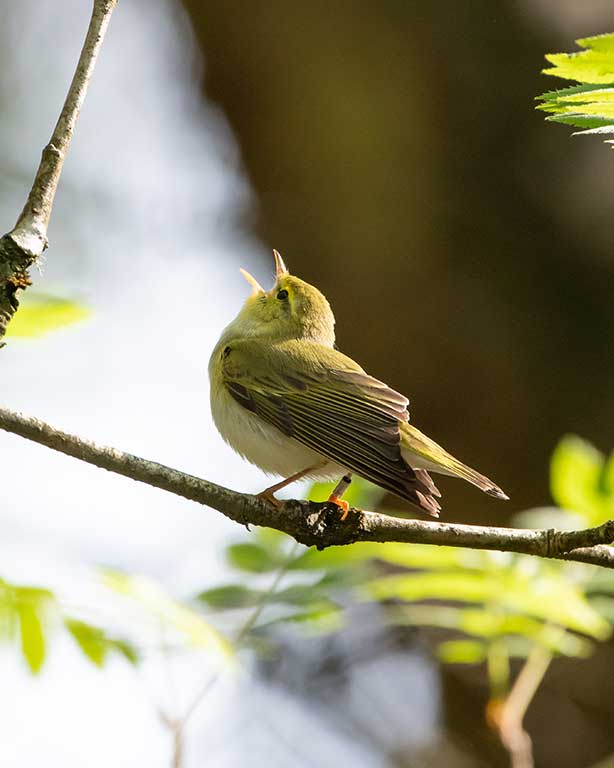 Wood Warbler by Daniel Derrig