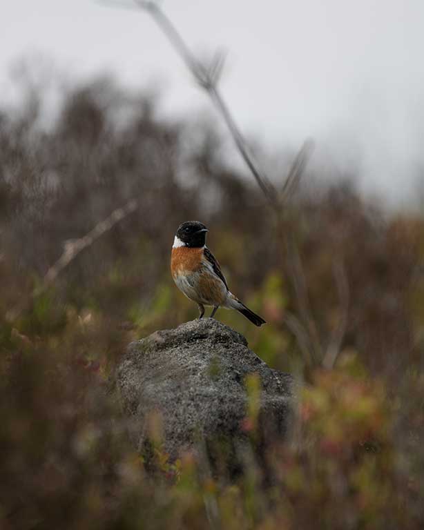 Stonechat by Daniel Derrig