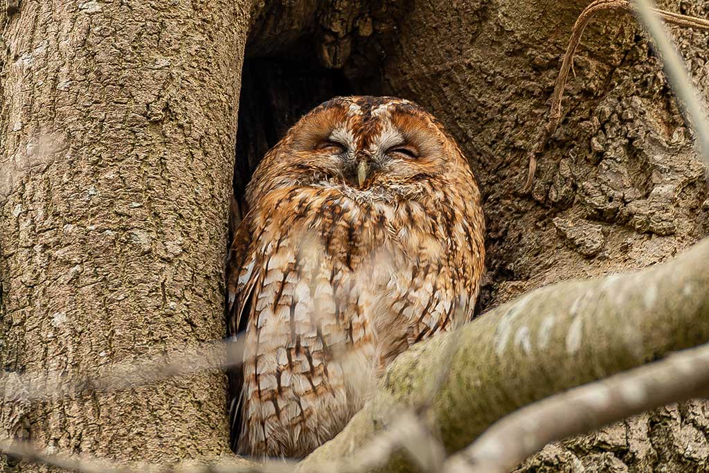 Lydgate Lane Tawny Owl by Kevin Dunnington
