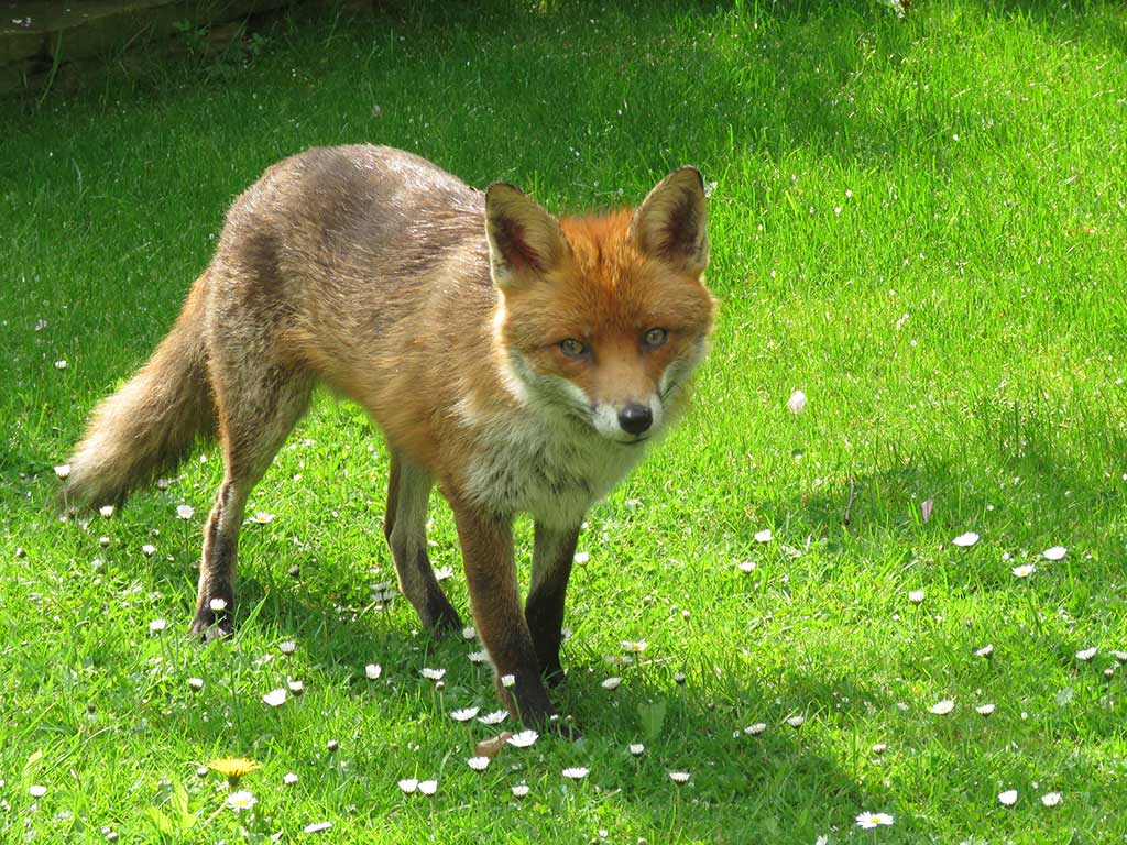 Fox by Rita Fletcher