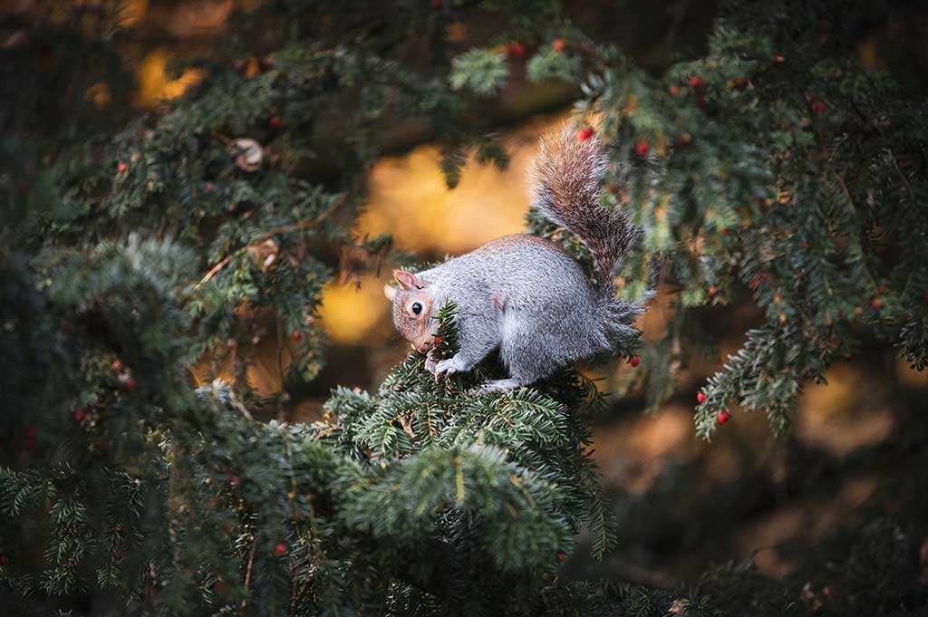 Grey Squirrel by Wesley Chambers