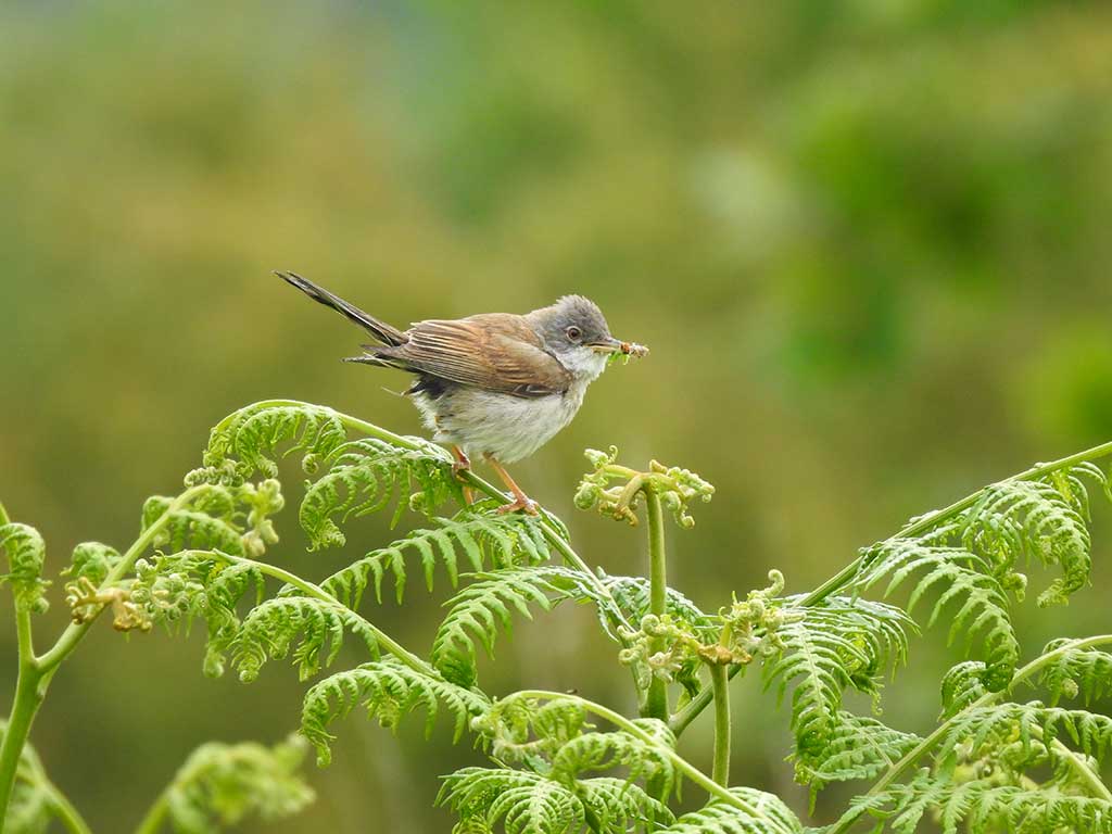 Whitethroat by Harry Bunting