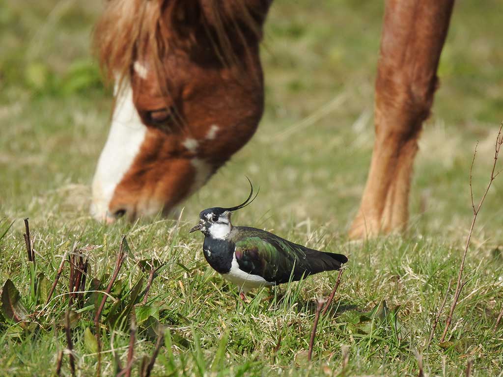 Lapwing and Horse by Harry Bunting
