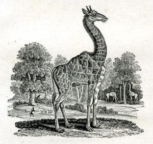 Illustration of giraffe with a hump from Thomas Bewick’s A General History of Quadrupeds (1790) (c) Trustees of the British Museum