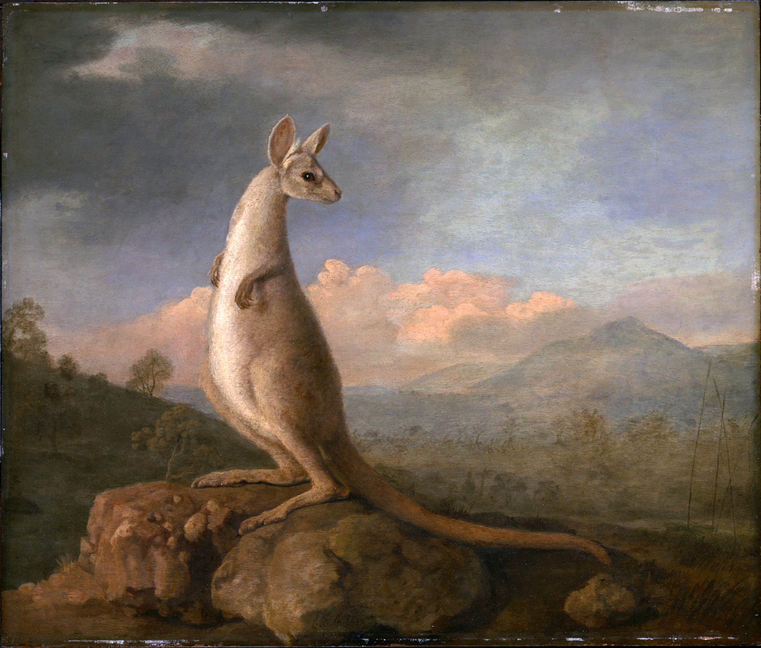 The Kongouro from New Holland (Kangaroo) 1772 by George Stubbs