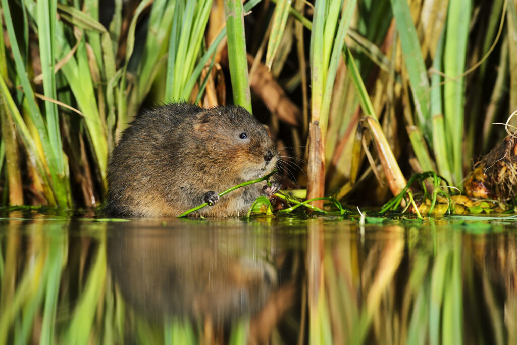 Water Vole eating grass on bank of wetland. © Terry Whittaker / 2020 Vision