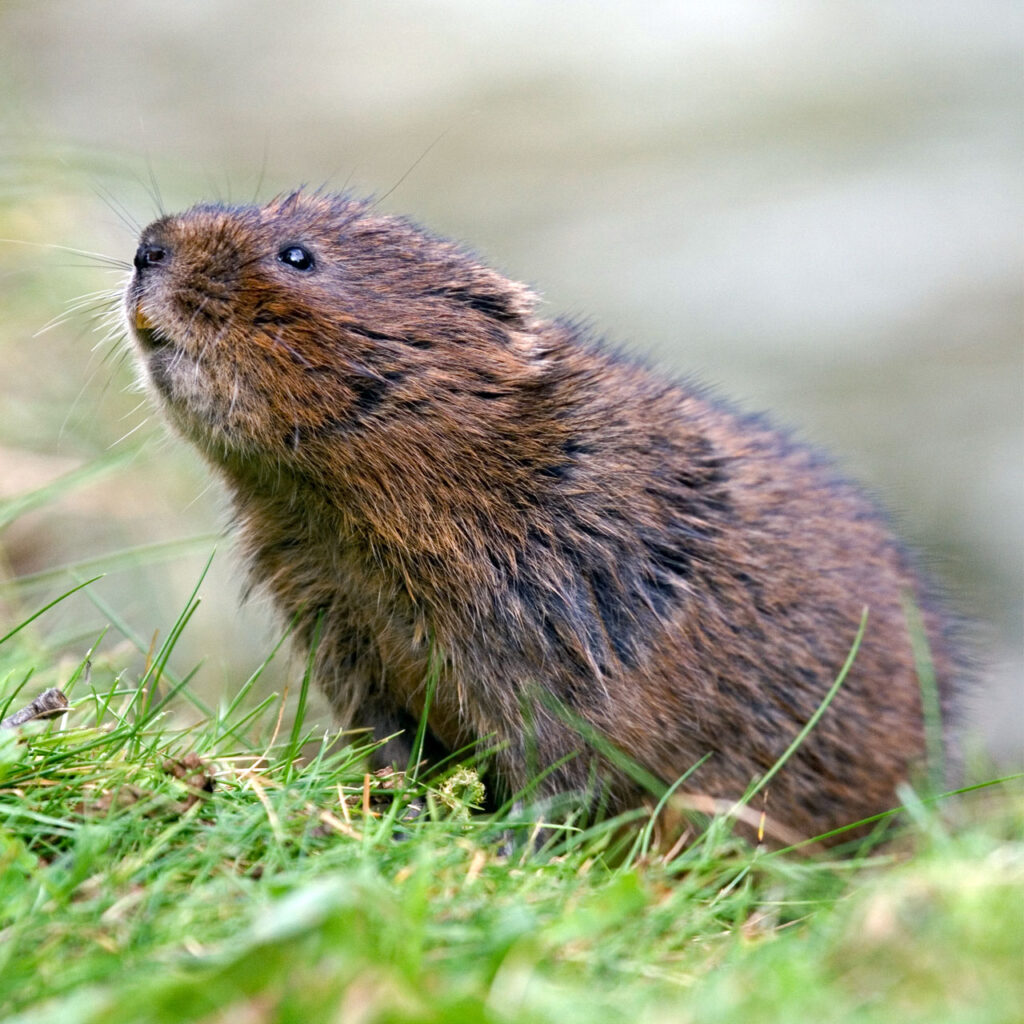 Water Vole sniffing the air © Tom Marshall