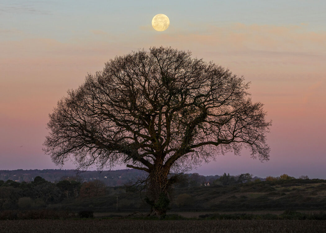 Ancient tree stands alone in a field at sunset with a whole full moon in the sky above. © Jon Hawkins / Surrey Hills Photography
