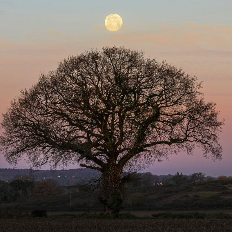 Ancient tree stands alone in a field at sunset with a whole full moon in the sky above. © Jon Hawkins / Surrey Hills Photography