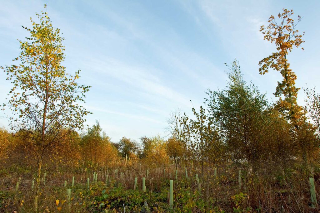 A young tree plantation of broadleaf species, with the majority of saplings covered by plastic tree guards. Mature species are visible in the background. © Ben Hall / 2020 Vision