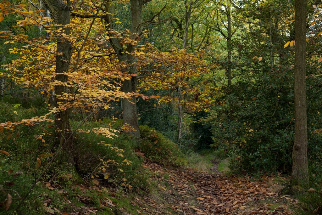 Leaves and scrubland displaying autumnal colours on a pathway in an ancient woodland. © Paul Hobson