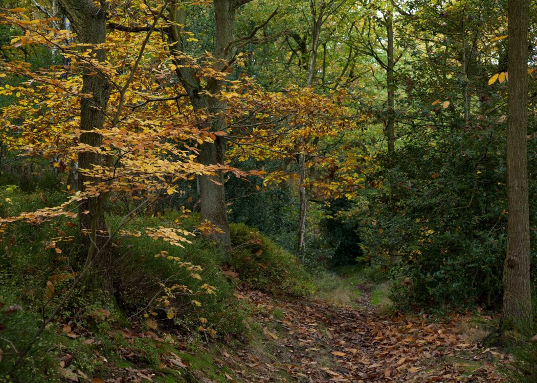 Leaves and scrubland displaying autumnal colours on a pathway in an ancient woodland. © Paul Hobson