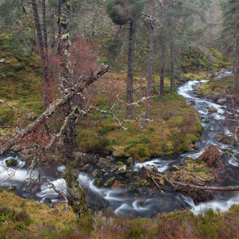 A brook running through a small dale of mixed woodland, with a variety of mosses, brackens and ferns underfoot. © Peter Cairns / 2020Vision