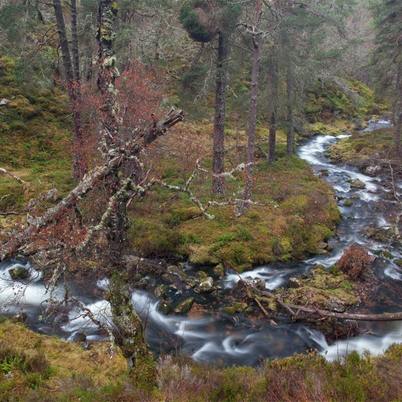 A brook running through a small dale of mixed woodland, with a variety of mosses, brackens and ferns underfoot. © Peter Cairns / 2020Vision