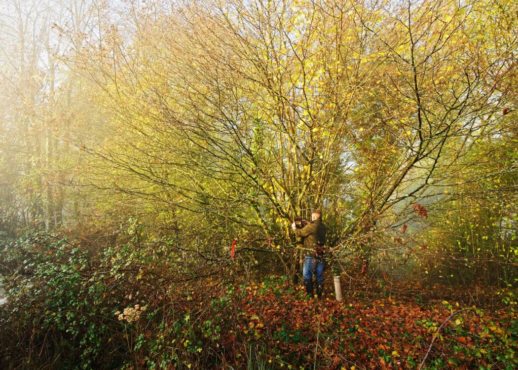 A man in a grove of coppiced hazel is examining a birdbox on a particular tree. © Terry Whittaker / 2020 Vision
