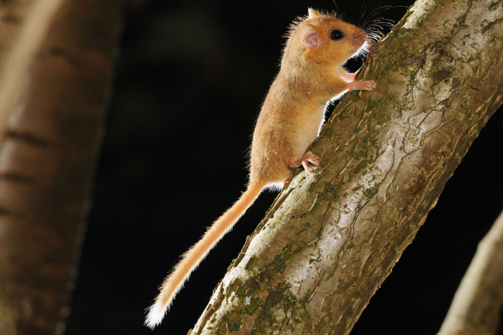 A close-up photograph of a harvest dormouse climbing a trunk of coppiced hazel. © Terry Whittaker / 2020Vision