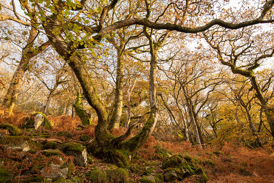 A mossy woodland in autumn, with a number of sparsely leaved broadleaf species over orange bracken. © Ben Porter