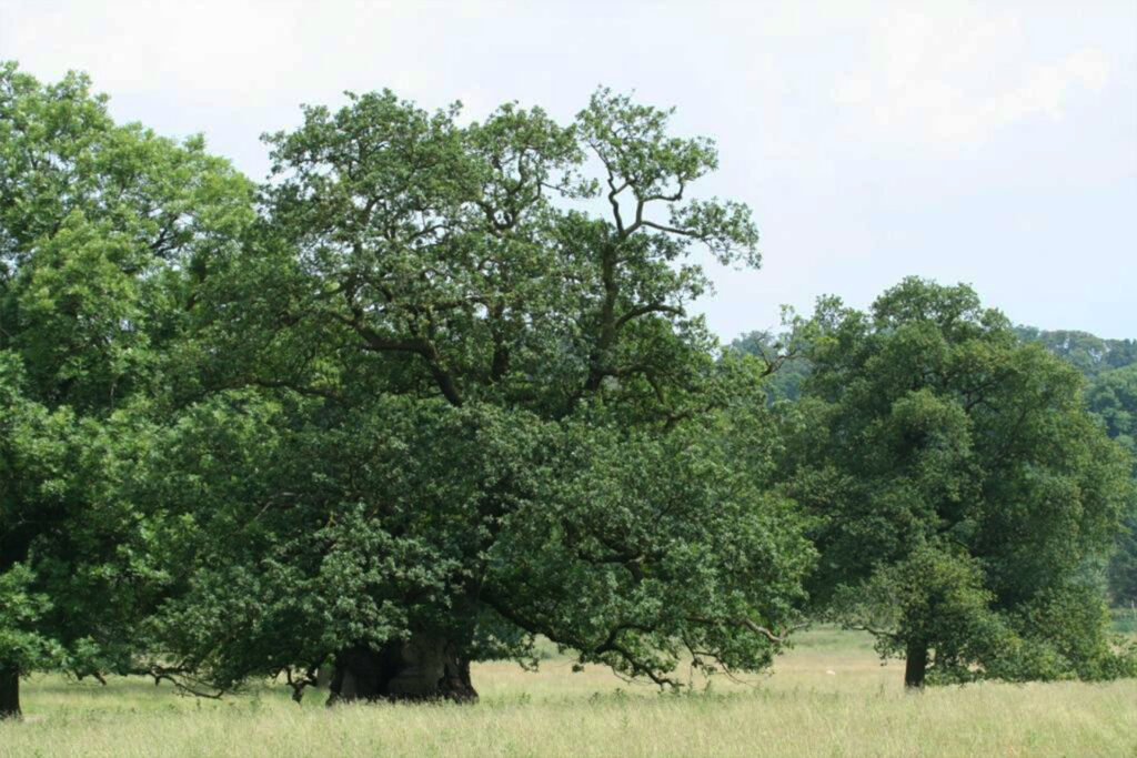 A veteran oak tree stands at the edge of a woodland on a green grass field. © Philip Precey