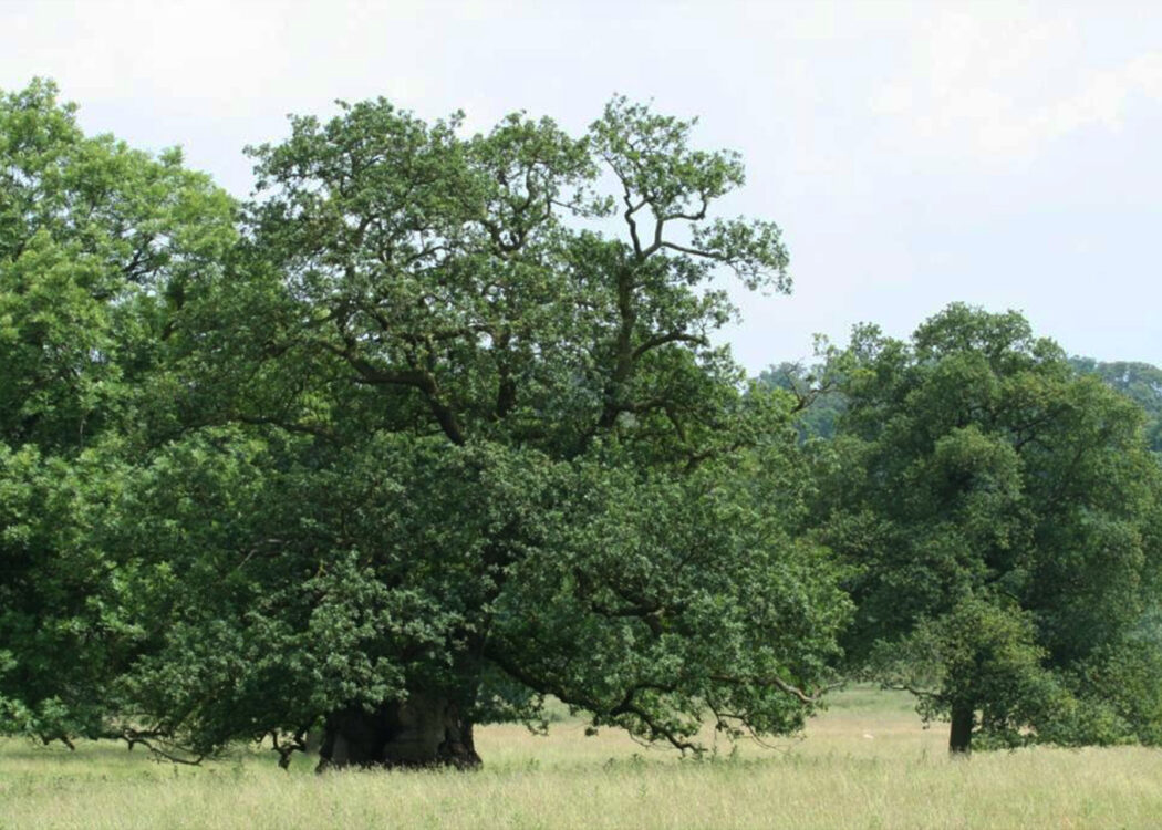 A veteran oak tree stands at the edge of a woodland on a green grass field. © Philip Precey