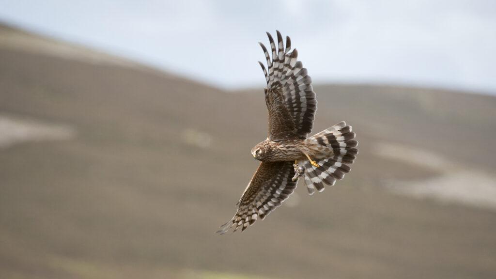Hen harrier soaring over moorland