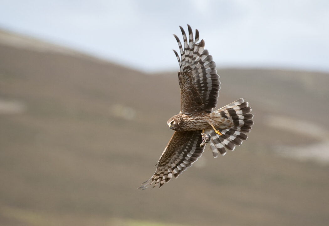 Hen harrier soaring over moorland