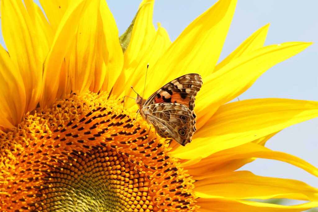 Painted Lady butterfly pollinating a large sunflower. © Wirestock / Envato Elements