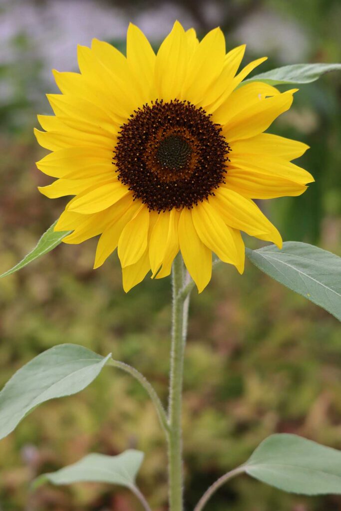 A yellow sunflower in a garden. © Dobbidodarr / Envato Elements