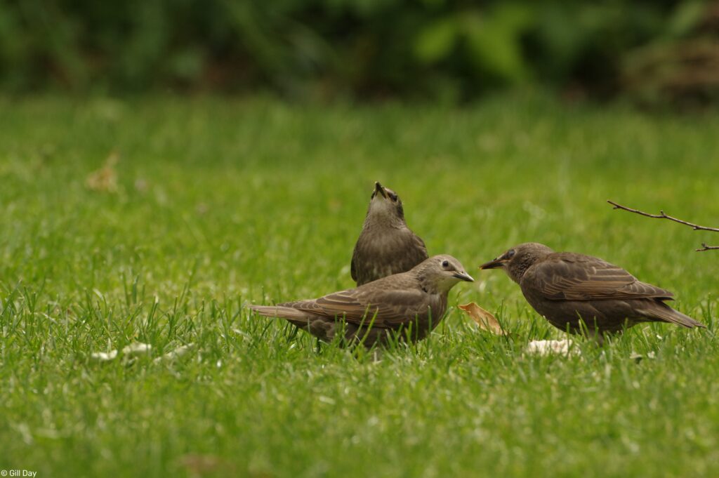 Starlings in a garden ©Gillian Day 