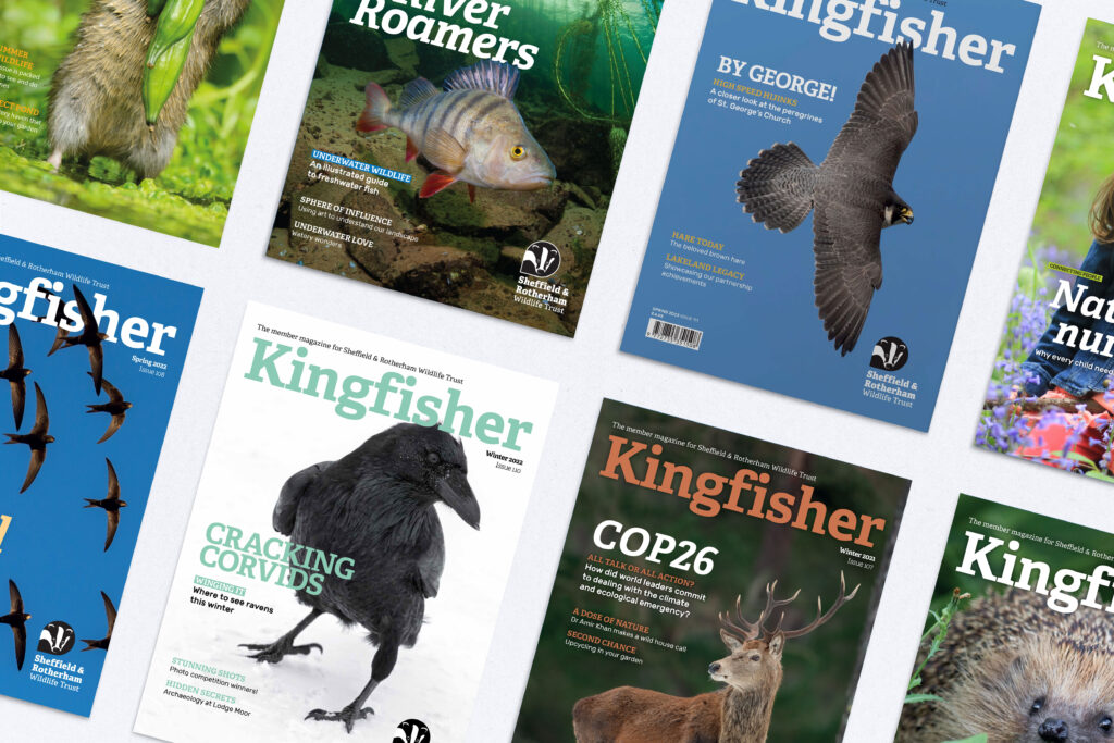 Kingfisher Magazine Covers