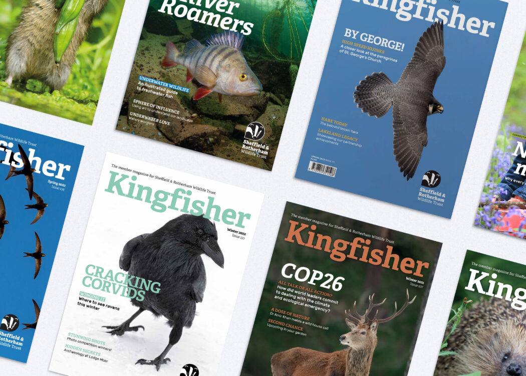 Kingfisher Magazine Covers