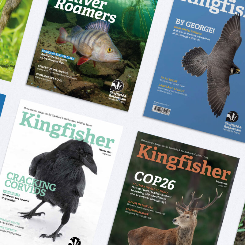 Kingfisher Magazine Covers