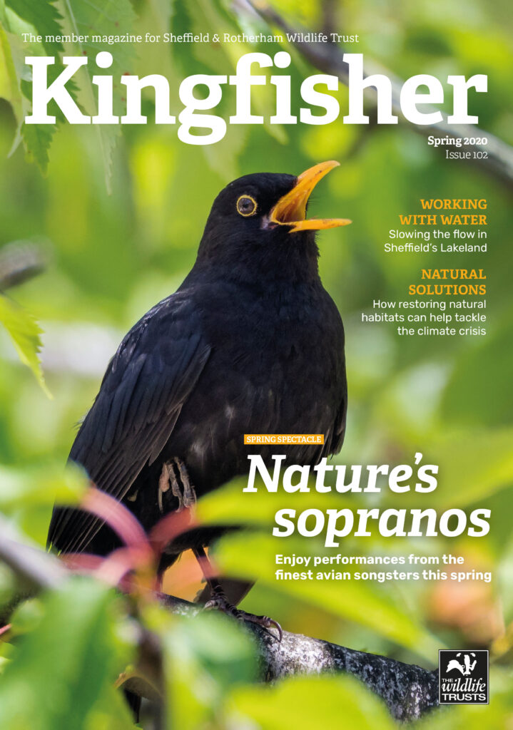 Kingfisher Magazine Cover featuring a large image of a Crow in full song, with the headline 'Nature's Sopranos', Issue 102, Spring 2020