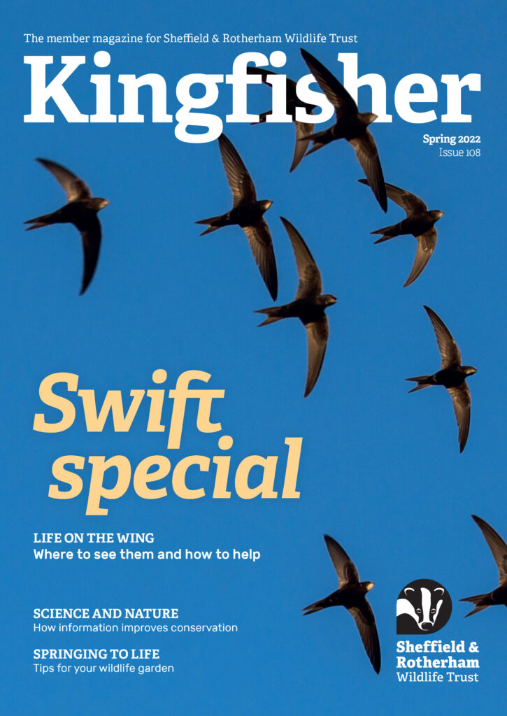 Kingfisher Magazine Cover featuring an image of a flock of Swifts in flight with the headline 'Swift Special', Issue 108, Spring 2022