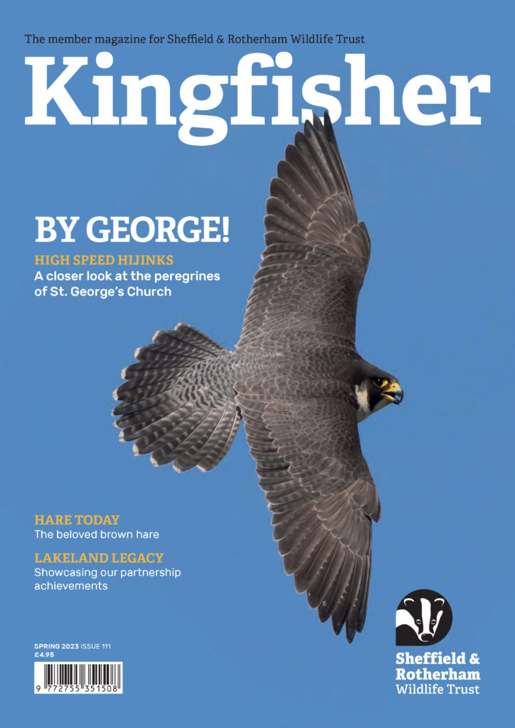Kingfisher Magazine Cover featuring a Peregrine Falcon, Issue 111, Spring 2023