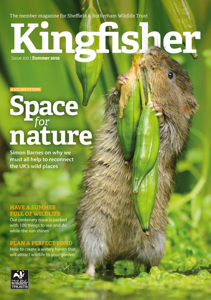 Kingfisher Magazine Cover featuring an image of aharvest mouse chomping on a plant bud, with the headline 'Space for Nature', Issue 100, Summer 2019