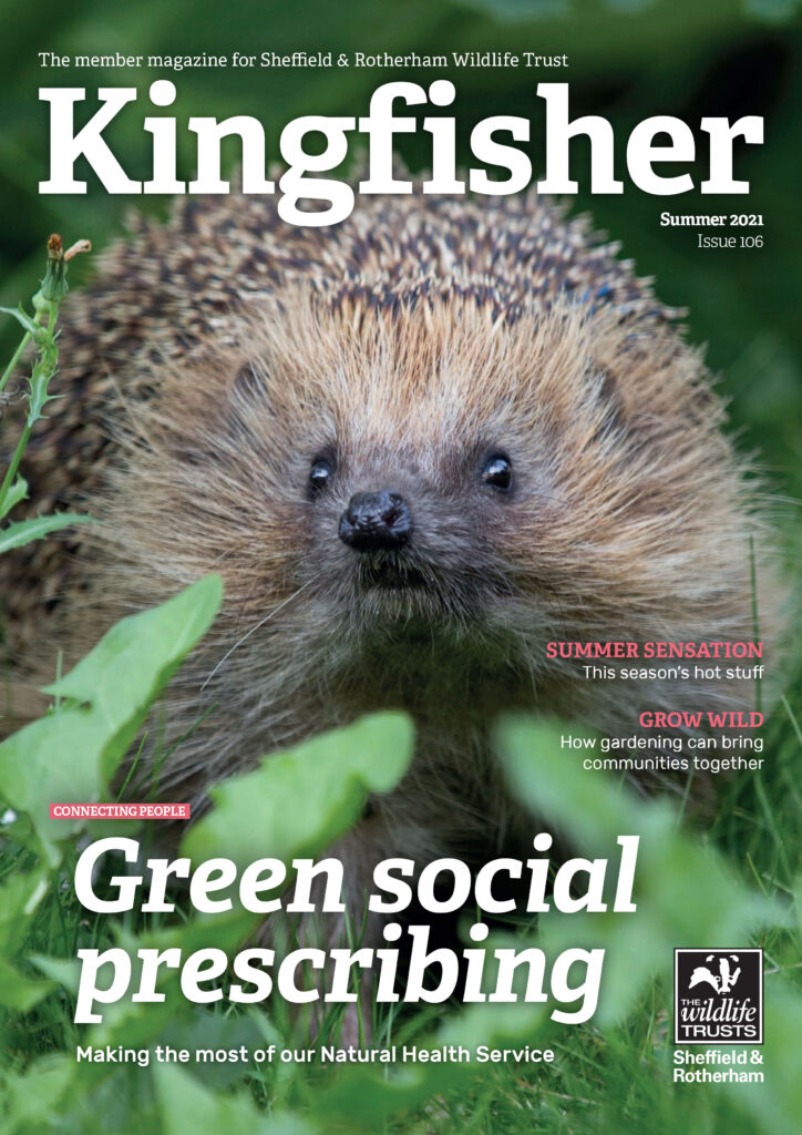 Kingfisher Magazine Cover featuring an image of a hedgehog, with the headline 'Green social prescribing', Issue 106, Summer 2021