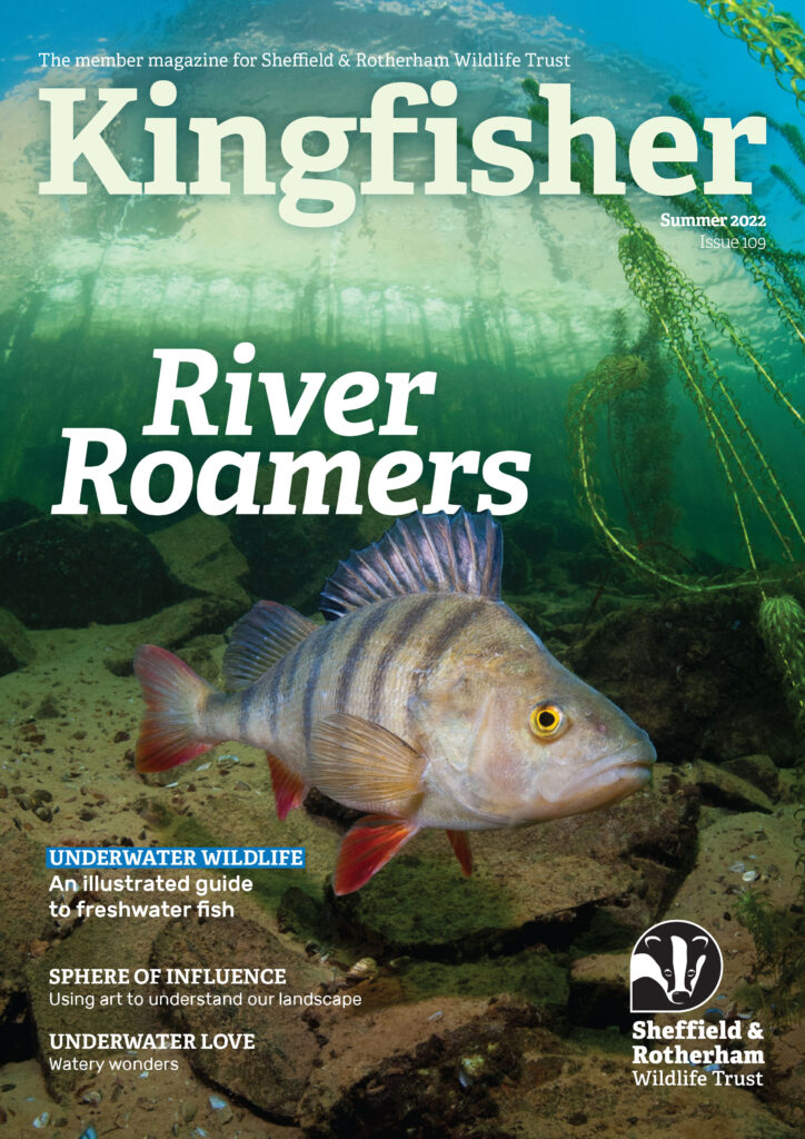 Kingfisher Magazine Cover featuring a large image of a fish underwater with the headline 'River Romers', Issue 109, Summer 2022