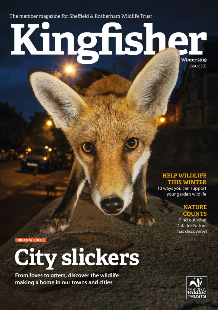 Kingfisher Magazine Cover featuring an image of an urban fox stood on a street at night, with the headline 'City Slickers', Issue 101, Winter 2019