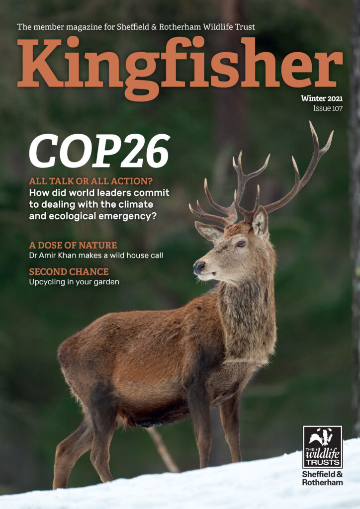 Kingfisher Magazine Cover featuring an image of a large stag with the headline 'Cop 26', Issue 107, Winter 2021