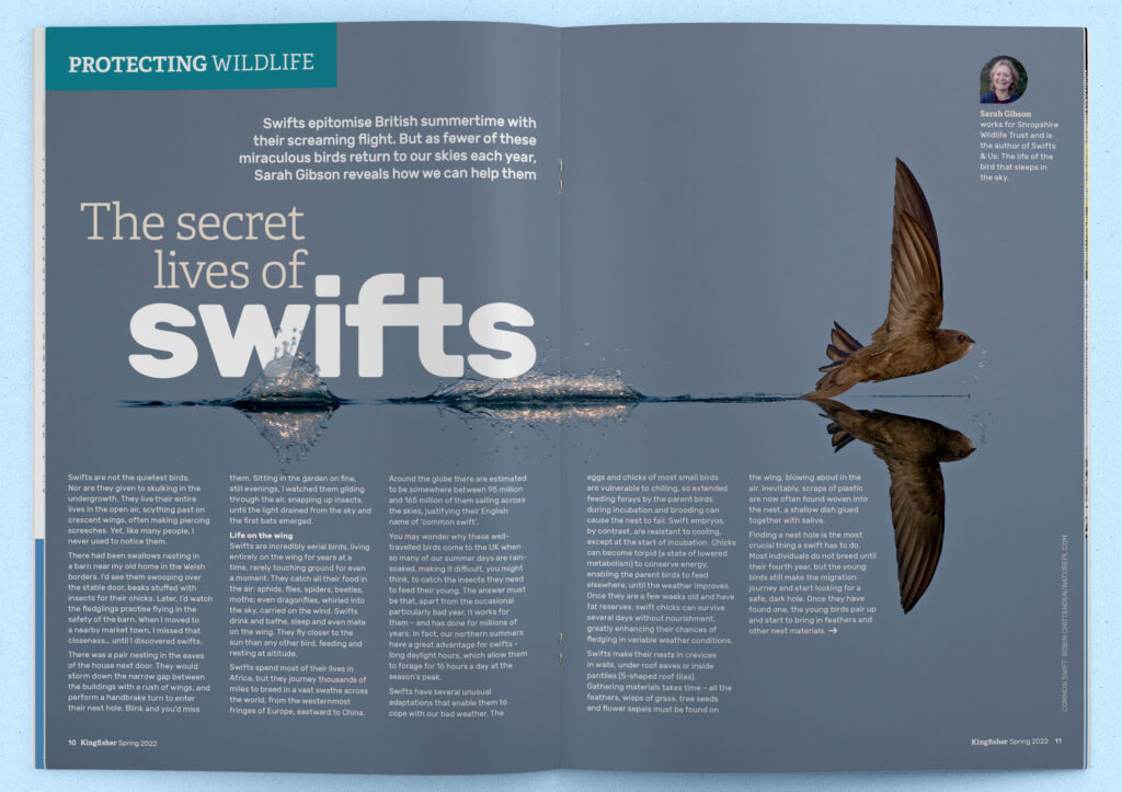 'The Secret Lives of Swifts' article from Kingfisher Magazine, Spring 2022