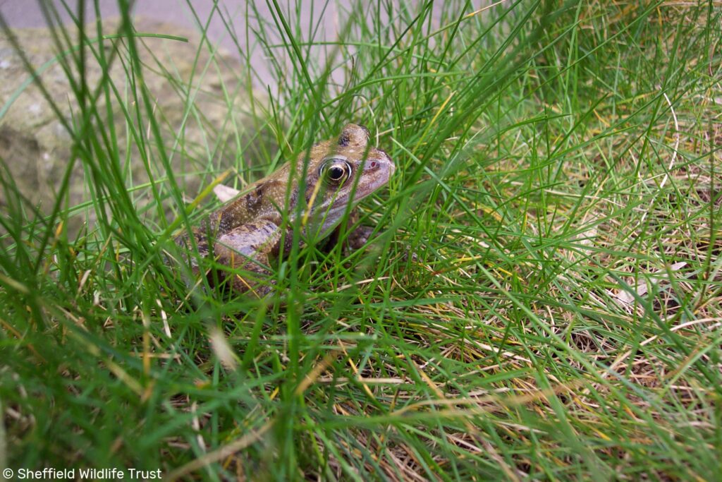 Common frog