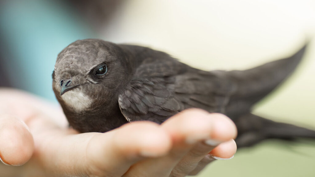 A common swift sat in a helping hand. Photo: artfotodima/Envato Elements