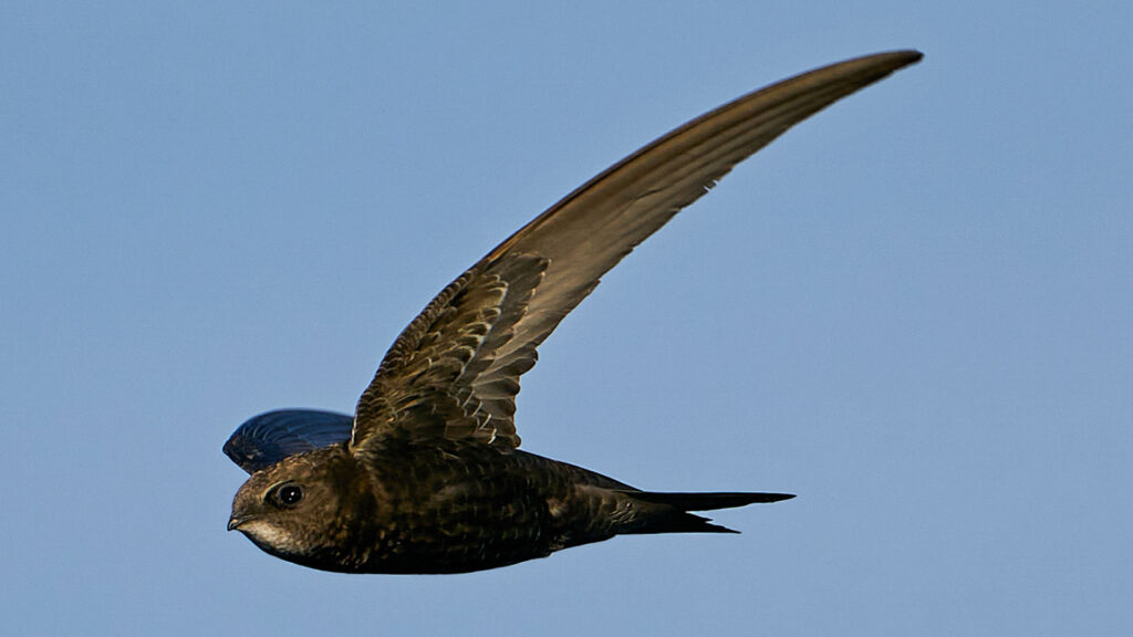 Common Swift. Photo: Dennis Jacobsen / Envato Elements