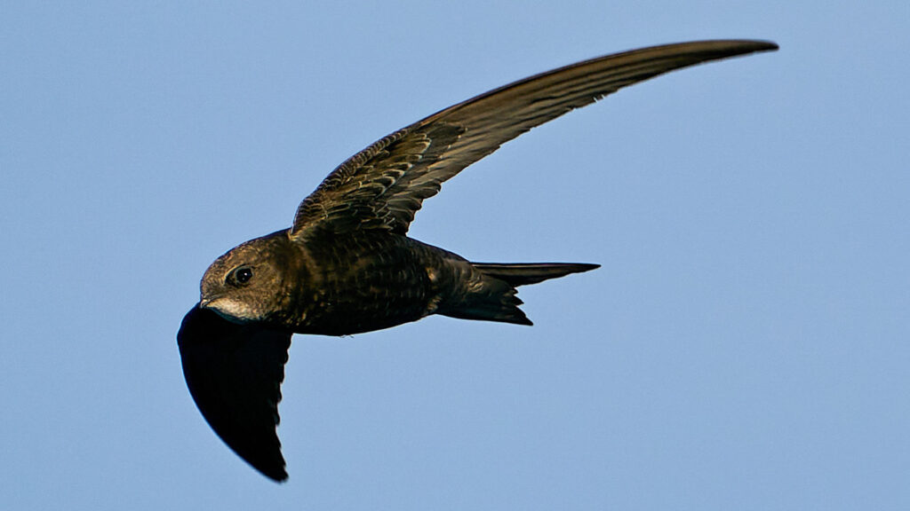 Common Swift. Photo: Dennis Jacobsen / Envato Elements