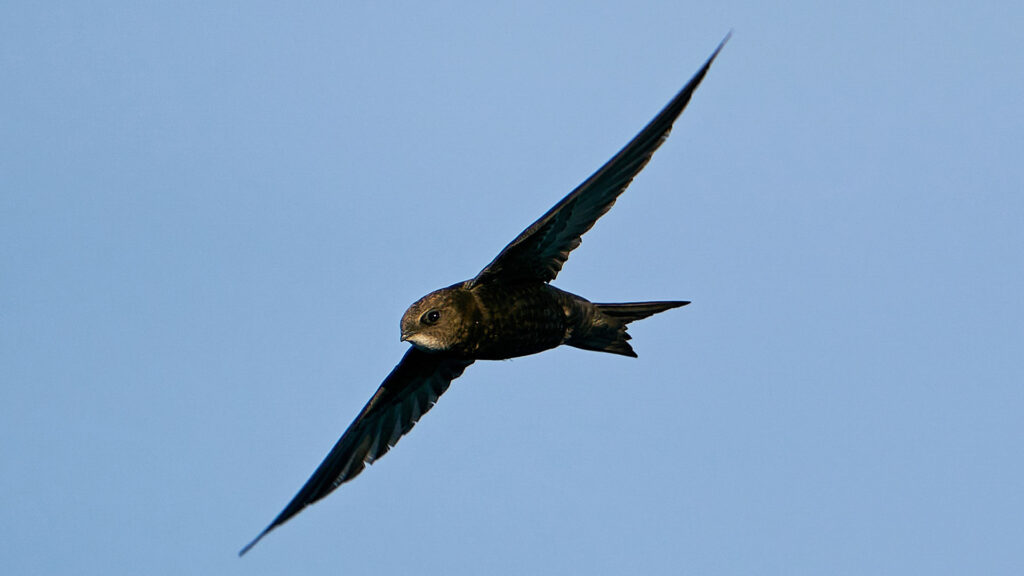 Common Swift. Photo: Dennis Jacobsen / Envato Elements