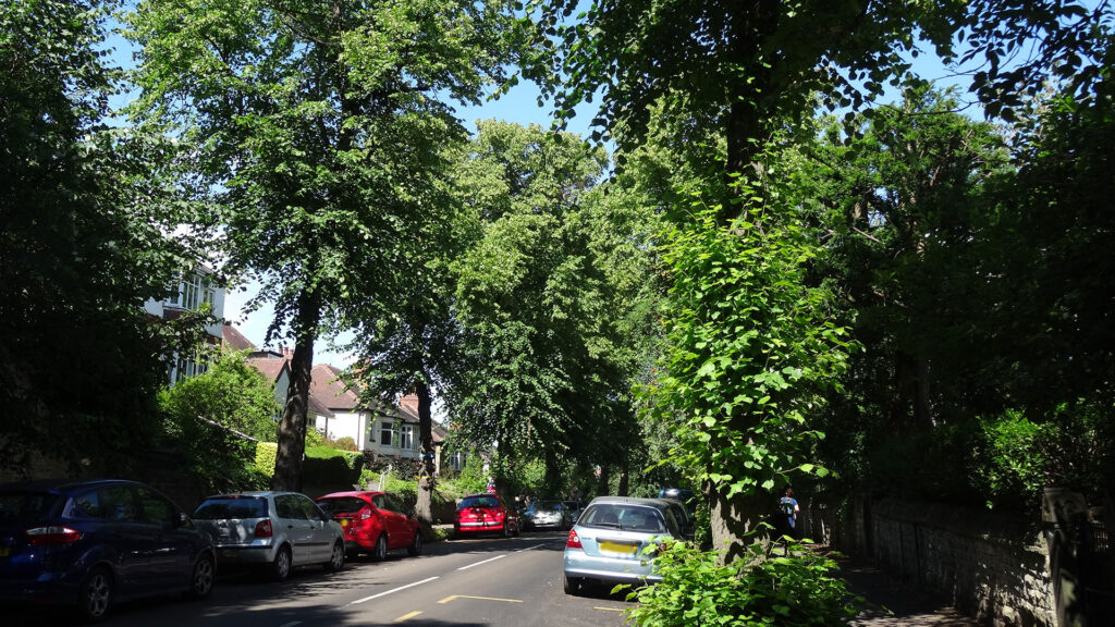 Street Trees in Nether Edge, Sheffield. Photo: Dr Nicky Rivers